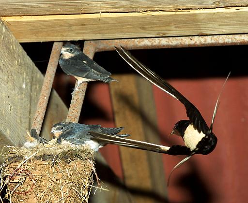 Swallow 8K006D-03.JPG